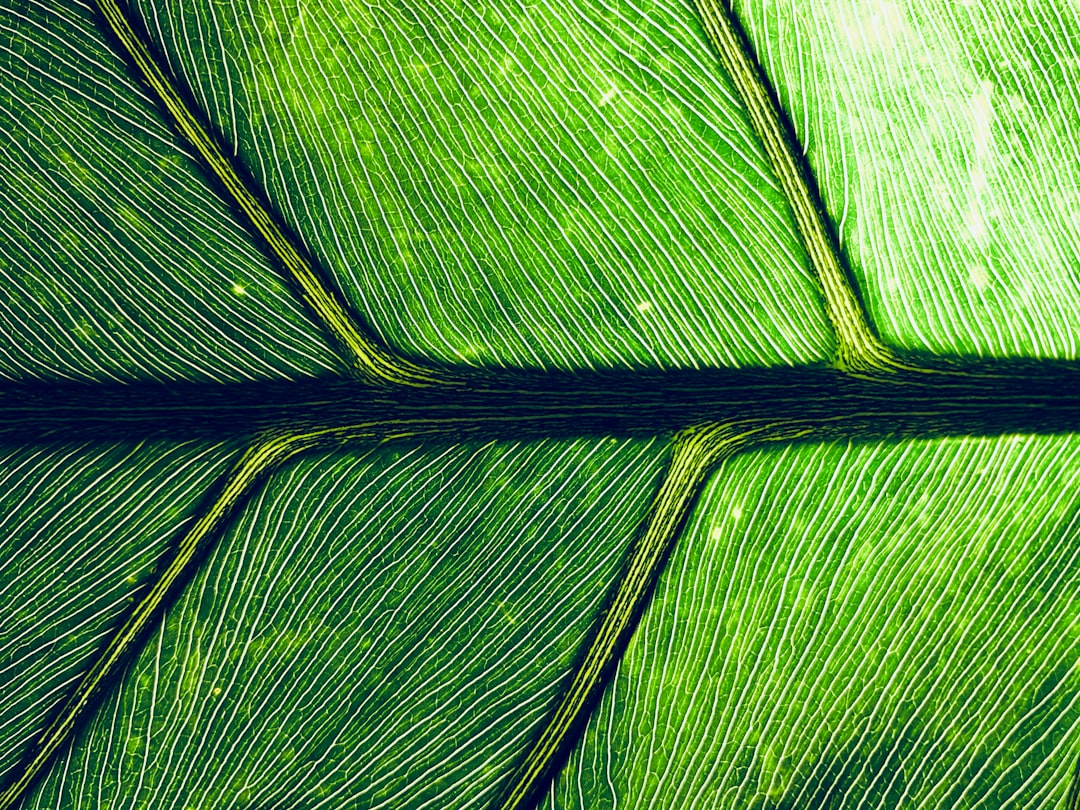 macro photography of green leaf